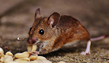 24 Hour & Emergency Exterminators in Paia, HI